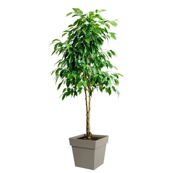 EDA Tuscan Square Flower Pot - 39 x 39 x H 39 cm - 38 L - Taupe Mol