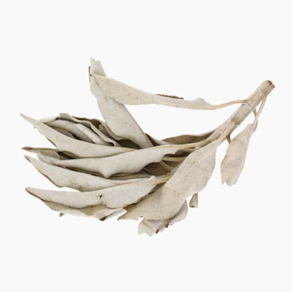 Kalifornian salvian polttamiseen