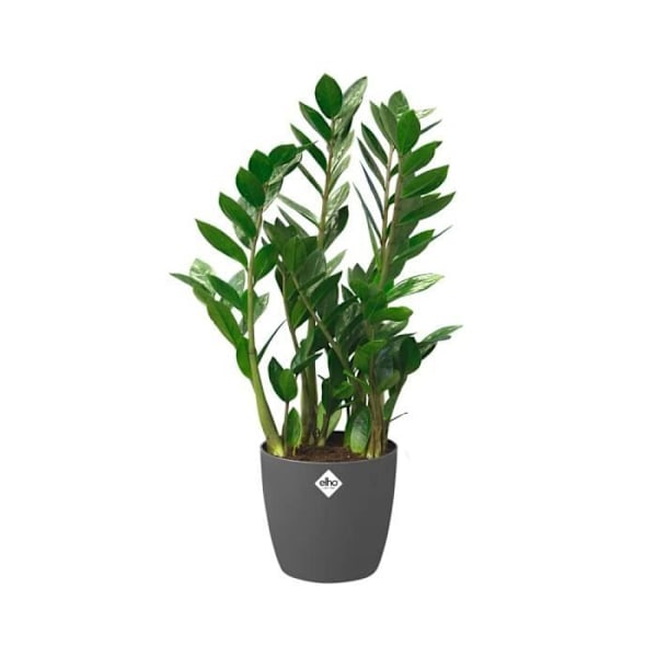 ELHO Brussels Wheels 40 rund urtepotte - Sort - Ø 39 x H 37 cm - indvendig - 100% genanvendt Antracit