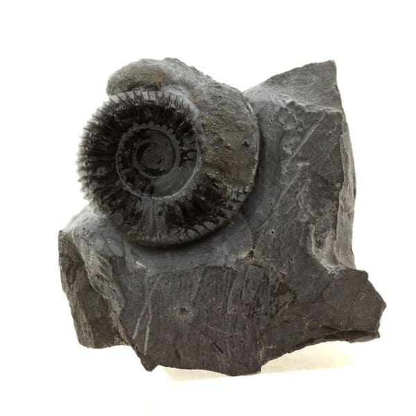 Stenar och mineraler. Pyritiserad ammonit. 423,0 cent. Le Clapier, Aveyron, Frankrike.