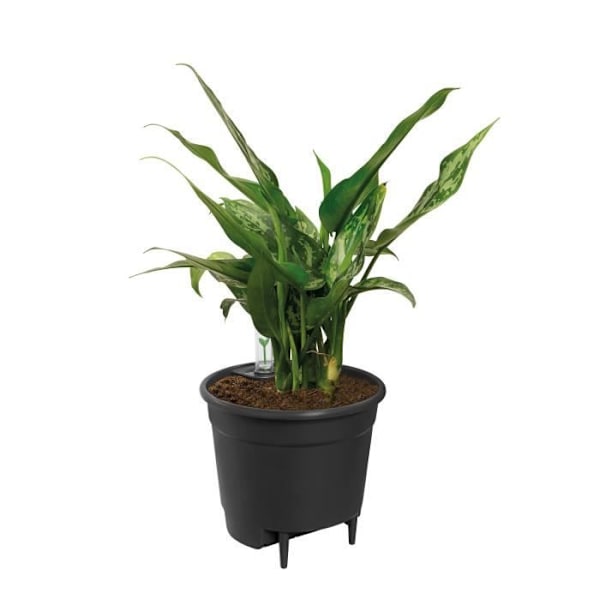 Elho självvattnande insats Blomkruka 36 - Svart - Ø 36 x H 35 cm - inredning; tillbehör - 100% återvunnet Svart