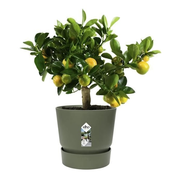 ELHO Greenville 30 rund blomsterpotte - Udenfor - Ø 29,5 x H 27,8 cm - Bladgrøn lövgrön