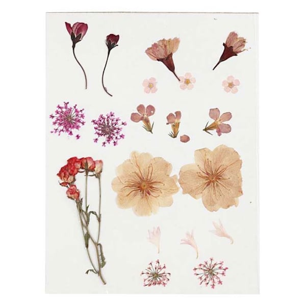 20 Tørrede og pressede blomster - Lyserød Rosa