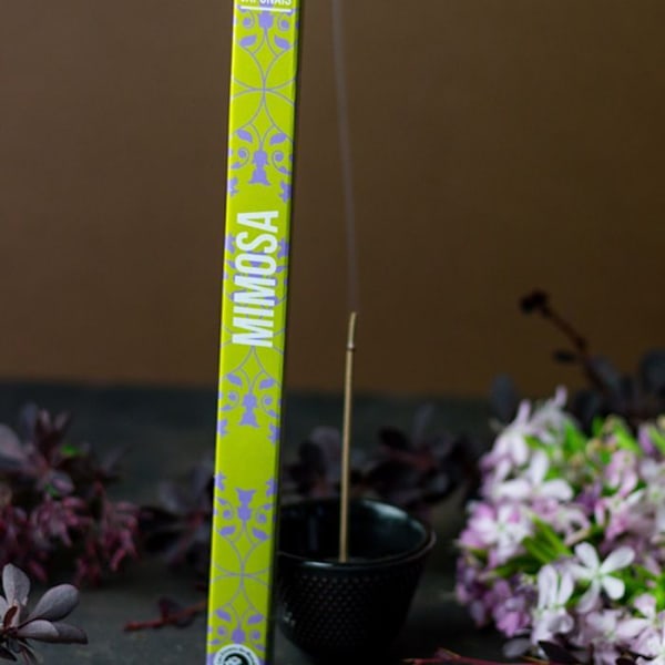 Mimosa japansk røgelse