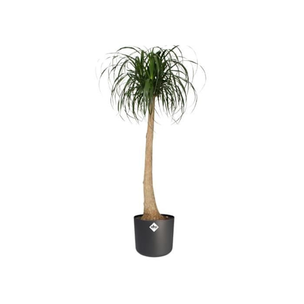 ELHO B.for Soft rund urtepotte - Sort - Ø 35 x H 32 cm - indvendig - 100% genanvendt Antracit