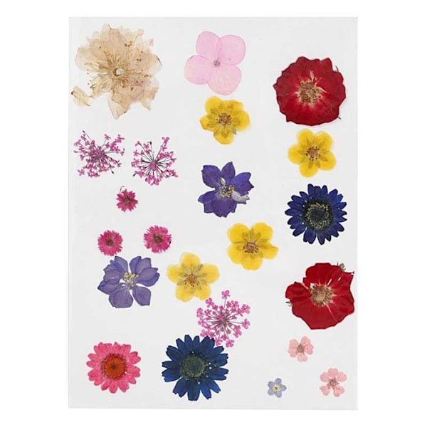 Torkade och pressade blommor - Flerfärgad - 22 st - Inredning - DIY - Dagens stil Flerfärgad