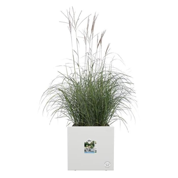 Elho Vivo Next Square 30 Kukkalaatikko - Valkoinen - Ø 30 x K 29 cm - ulkokäyttöön - 100% kierrätetty Vit
