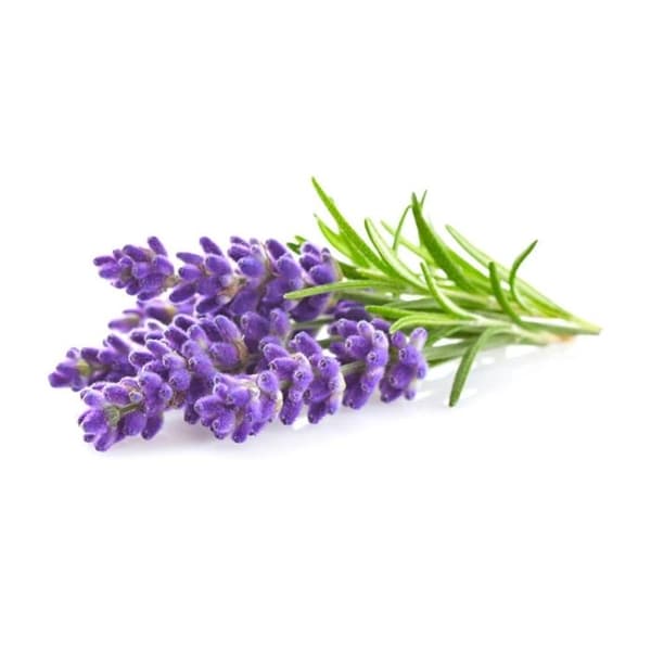 Graine Créative - Duftlys 27 ml Lavendel brun