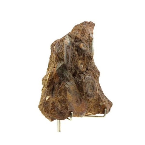 Sten og mineraler. Toarcisk ammonit + jern. 2767,5 øre. La Verpilliere mine, Isère, Frankrig.