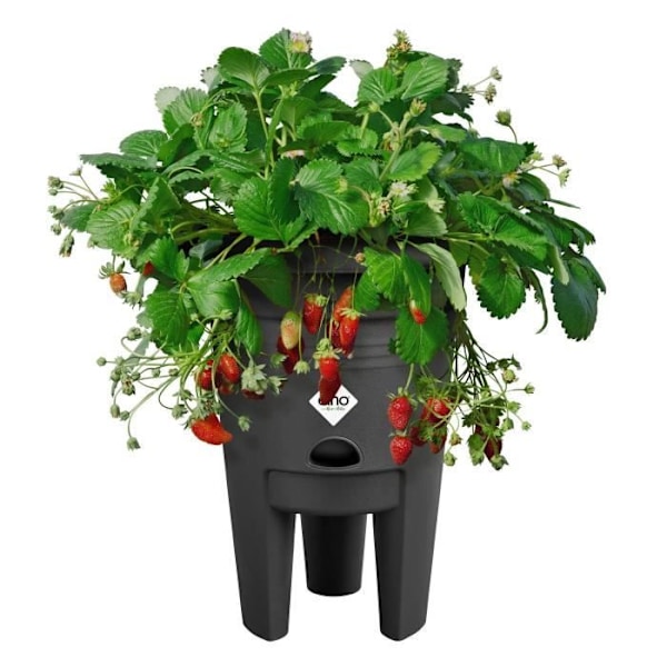 ELHO Green Basics Strawberry Pot 33 - Sort - Ø 33 x H 42 cm - dyrkning og høst udendørs - 100% genanvendt Svart