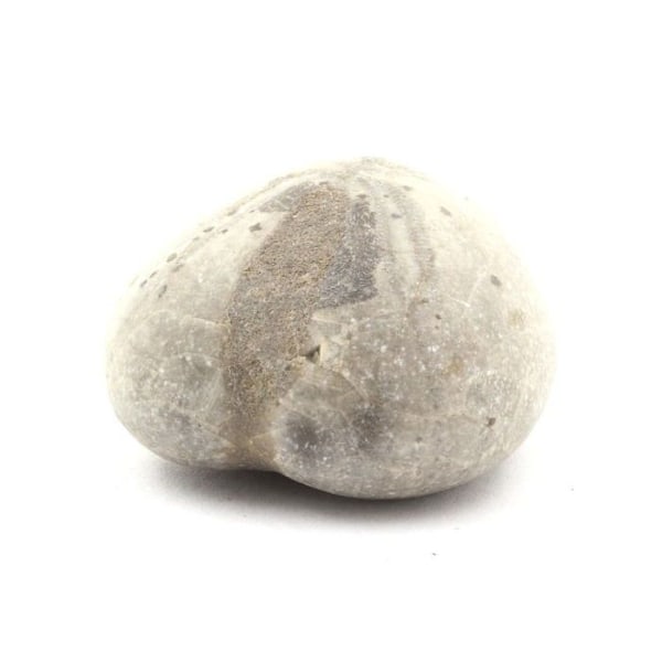 Stenar och mineraler. Fossil sjöborre, Toxaster Amplus. 159,80 cent. Claix, Isère, Frankrike.
