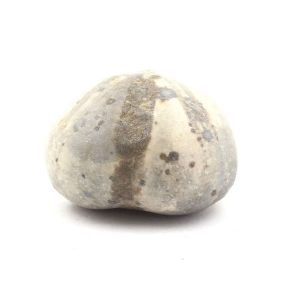 Sten og mineraler. Fossil søpindsvin, Toxaster Amplus. 171,65 øre. Claix, Isère, Frankrig.