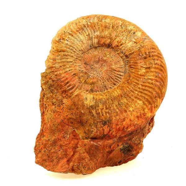 Sten og mineraler. Fossil Pseudogrammoceras Fallaciosum. 3766,0 ct. (10 cm) Belmont-d'Azergues, Rhône, Frankrig.