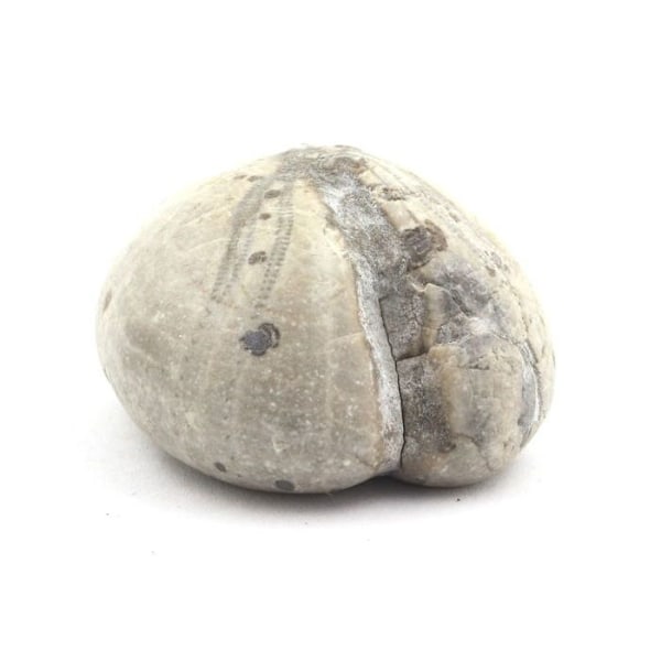 "Fossiili Oursin - Kivet ja Mineraalit - Toxaster Amplus - 127.15 ct - Auktorisointitodistus - Claix, Isère"