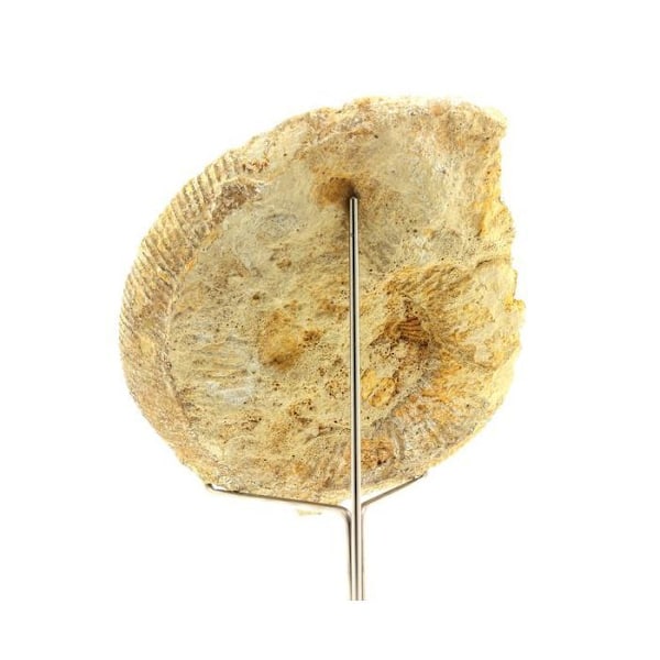Sten og mineraler. Fossil Bajocisfinkter 1167.60 ct. Calvados, Frankrig.