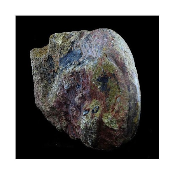 Sten og mineraler. Fossil Lytoceras cornucopiae. 12772,0 ct. (21 cm) Belmont-d'Azergues, Rhône, Frankrig.