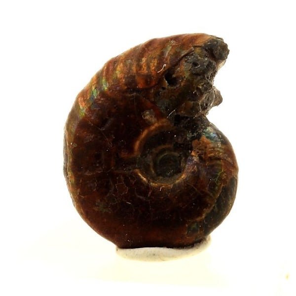Sten og mineraler. Ammonit Fossil Desmoceras pearly. 15,0 ct. Bully, Seine-Maritime, Frankrig.