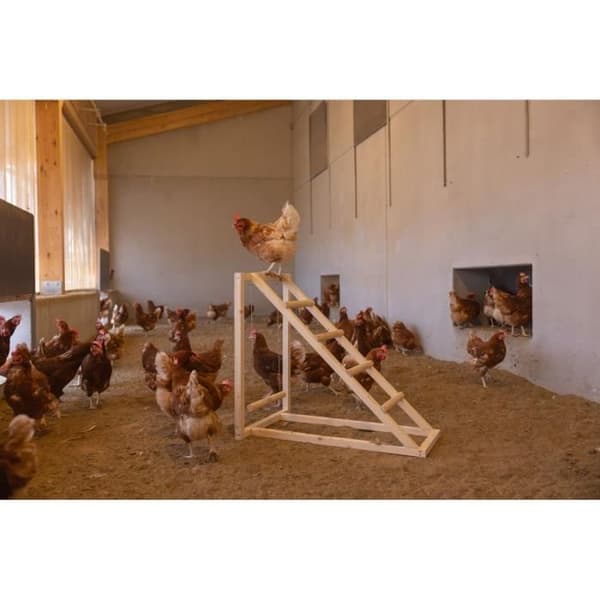 Klättertorn för kycklingar - KERBL - 85 x 55 x 76 cm - Med gunga - Robust stege