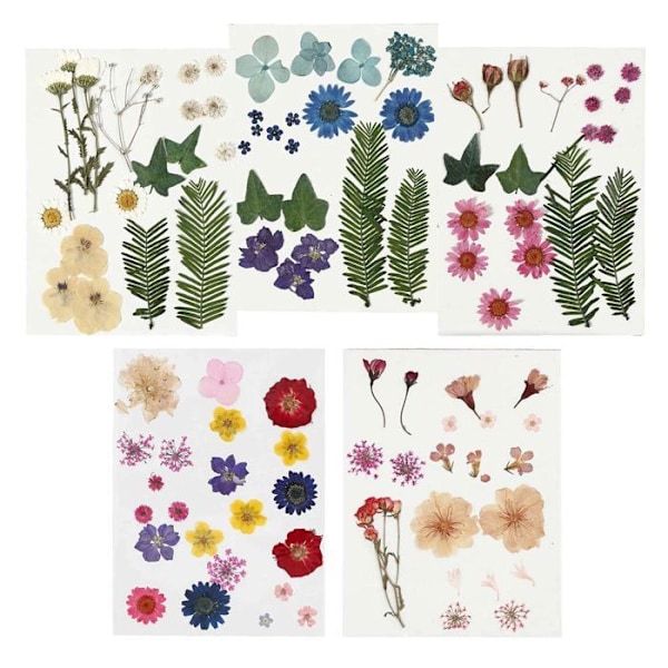 100 flerfarvede tørrede og pressede blomster Flerfärgad