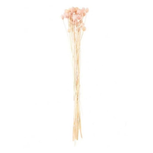 Japansk torkad tesel rosa - 70 cm