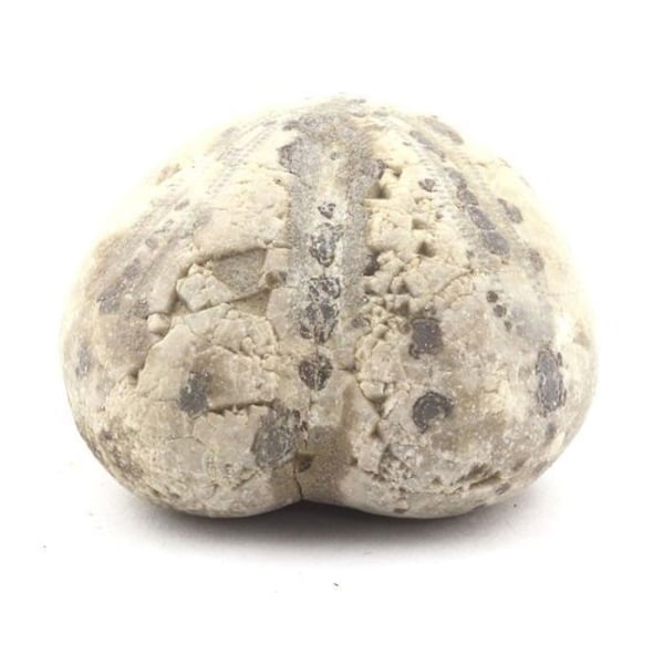 Sten og mineraler. Fossil søpindsvin, Toxaster Amplus. 159,10 øre. Claix, Isère, Frankrig.