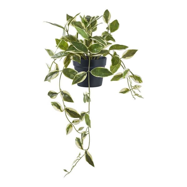 Voksblomsti, puusta, korkeus 33 cm, vihreä. Grön