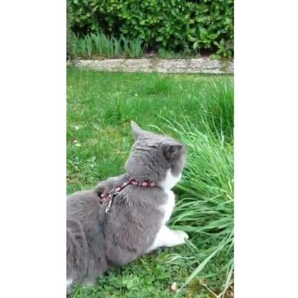 Sæt med sele og snor - AIMÉ - Reflekterende Rød til Kat Röd