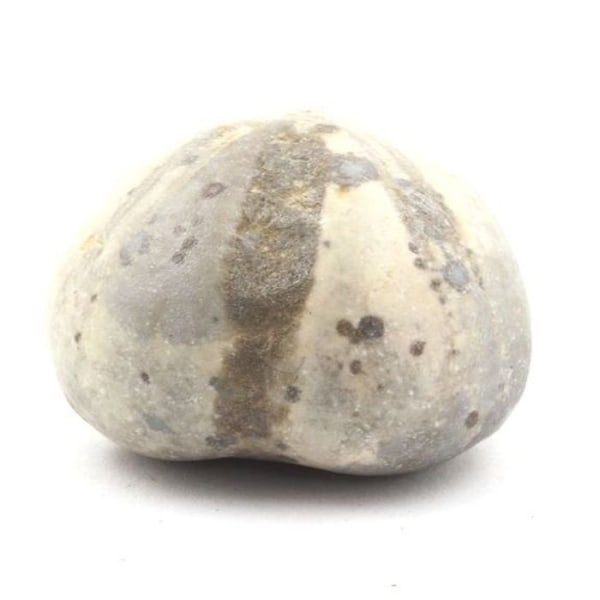 Oliivihyvä - Toxaster Amplus - 171.65 ct - Claix - Kivi - Sekalainen