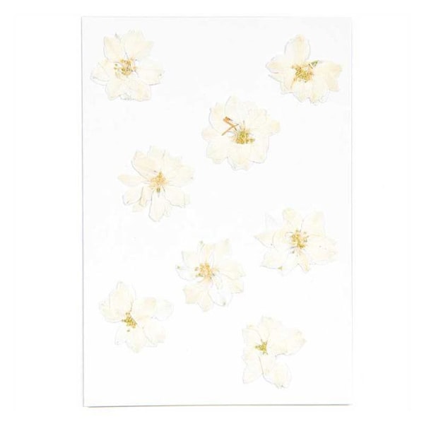 Tørrede og pressede hvide delphiniums Vit