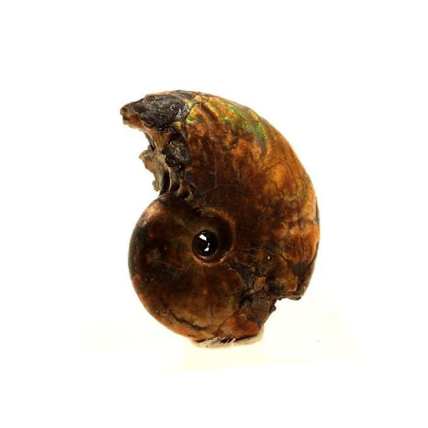 Sten og mineraler. Ammonit Fossil Desmoceras pearly. 16,0 ct. Bully, Seine-Maritime, Frankrig.
