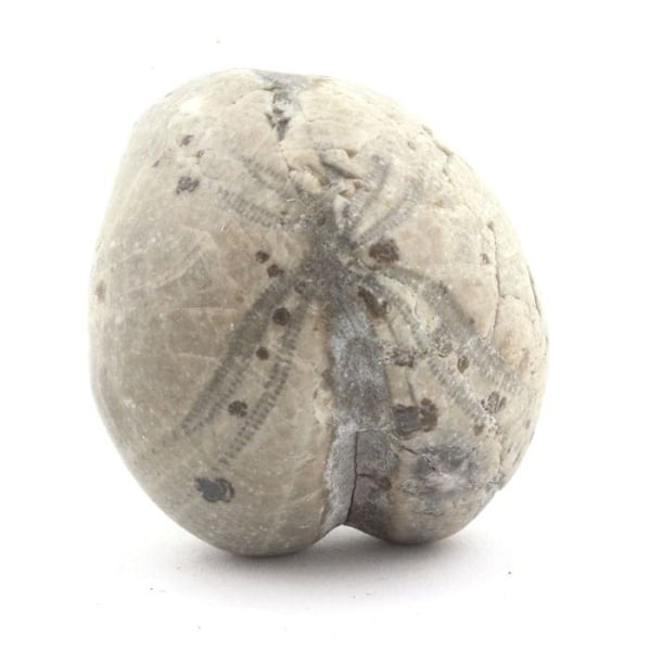 "Fossiili Oursin - Kivet ja Mineraalit - Toxaster Amplus - 127.15 ct - Auktorisointitodistus - Claix, Isère"