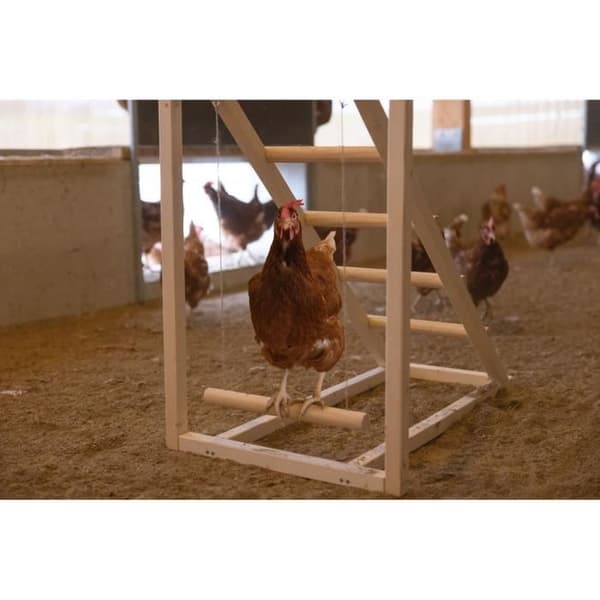 Klatretårn til høns - KERBL - 85 x 55 x 76 cm - Med gynge - Robust stige