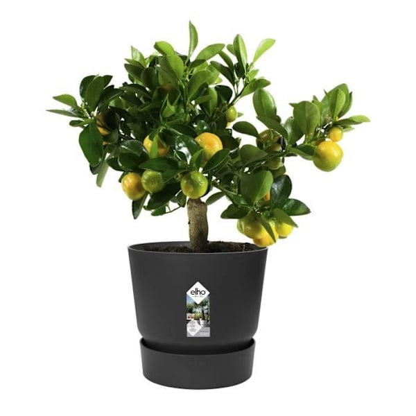 ELHO Greenville 30 pyöreä kukkaruukku - Ulkona - Ø 29,5 x P 27,8 cm - Musta elävä