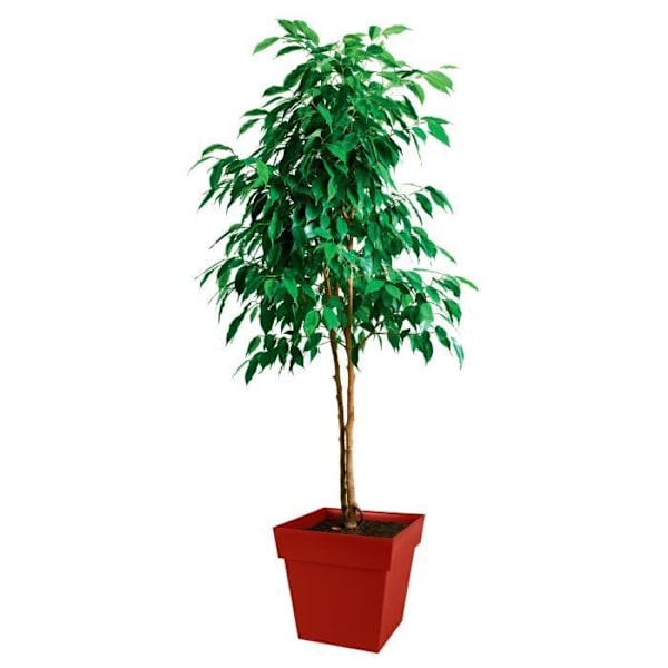 EDA Fyrkantig blomkruka Toscana 38 L - Rubinröd - 39 x 39 x H39cm - Frost- och UV-resistent rubinröd