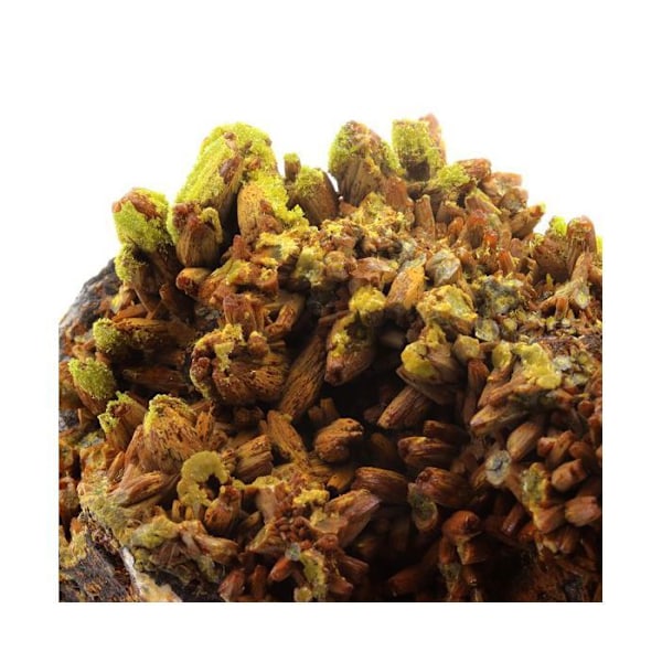 Sten og mineraler. Pyromorphit. 2222,5 øre. Les Farges Mine, Ussel, Frankrig..