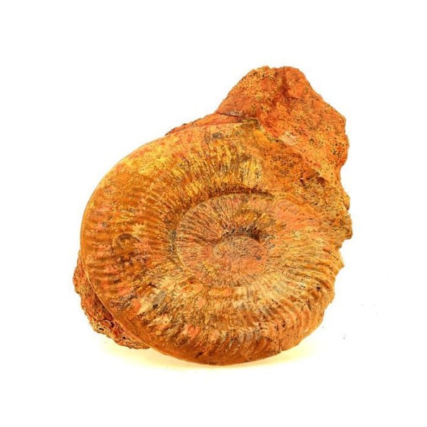 Kivet ja mineraalit. Fossiilinen Pseudogrammoceras Fallaciosum. 3766,0 ct. (10 cm) Belmont-d'Azergues, Rhône, Ranska.