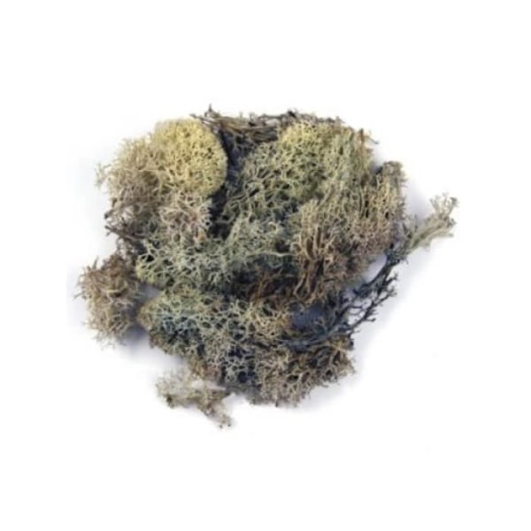 'Mousse d'Islande 'Rayher - Mini have' Natur 30g'