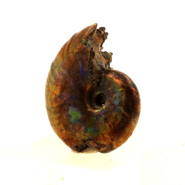 Kivet ja Mineraalit. Ammoniitti fossiili Desmoceras helmi. 16,0 ct. Bully, Seine-Maritime, Ranska.