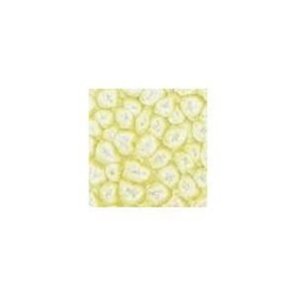 Maling - Pébéo - Fantasy Prisme - Hvid Skaller - 45 ml - Blank Hvid Skal