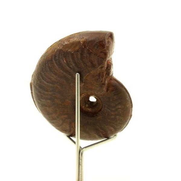 Ammonite Cleoniceras Besairiei - ABIJOUX - 181,90 ct - Mahajanga, Ambatolafia, Madagaskar