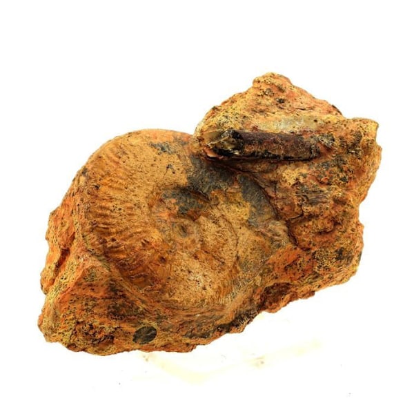 Kivet ja mineraalit. Fossiilinen Pseudogrammoceras Fallaciosum + Belemniitti. 2271,0 senttiä. (7 cm) Belmont-d'Azergues, Rhône, Ranska.