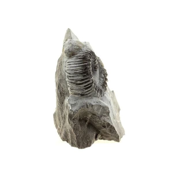 Stenar och mineraler. Pyritiserad ammonit. 423,0 cent. Le Clapier, Aveyron, Frankrike.