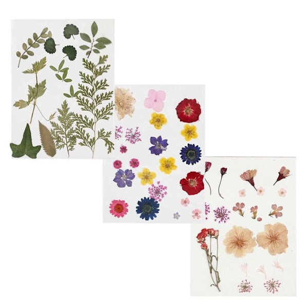 60 tørrede og pressede blomster Ljusrosa, grön, flerfärgad