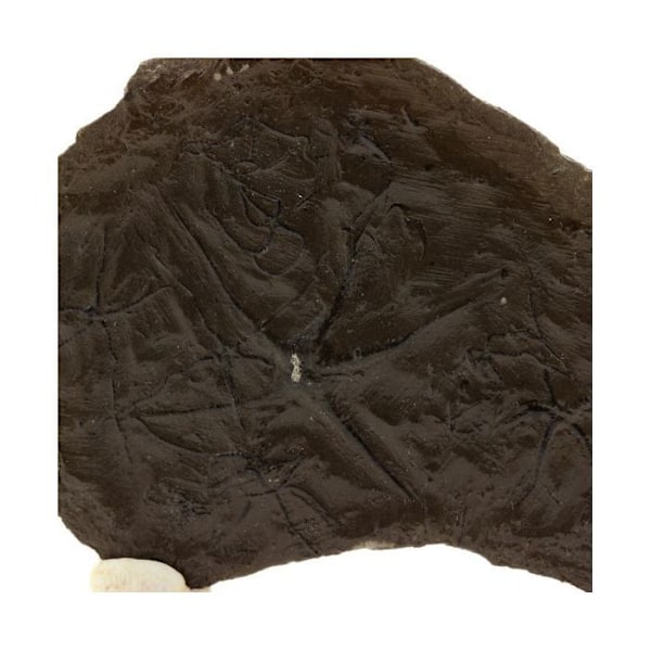 Sköra stjärnor (fossil) 225,4 karat Flerfärgad