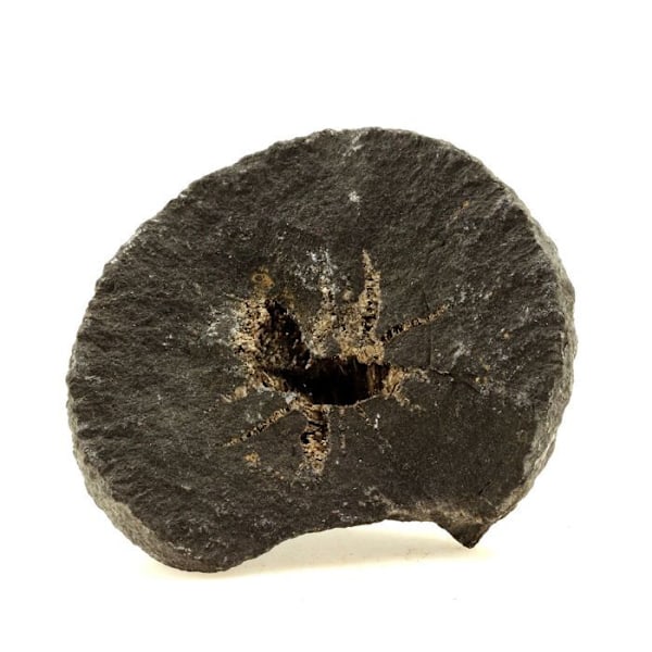 Sten og mineraler. Septaria, Baryt. 3609,0 ct. Col de Pré Guittard, Drôme, Frankrig.