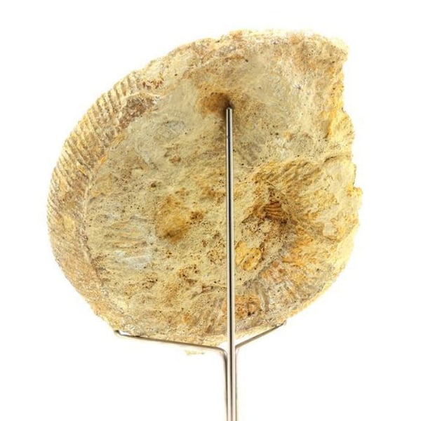 Sten og mineraler. Fossil Bajocisfinkter 1167.60 ct. Calvados, Frankrig.