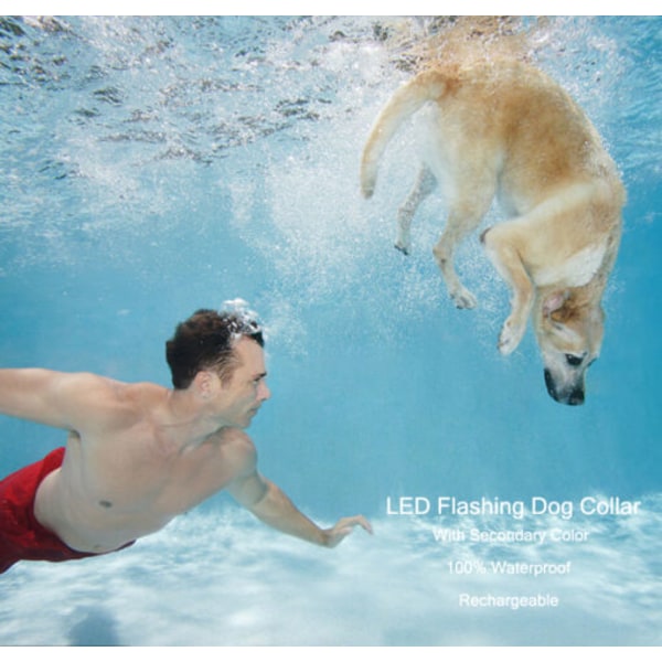 LED Hundhalsband uppladdningsbart vattentätt. Blå Medium
