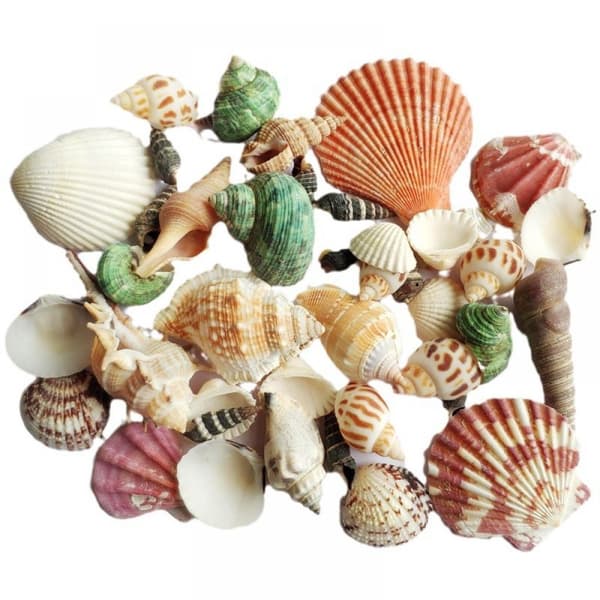 100g Mixed Beach Seashell Mix Sea Shell Craft Natural Decor DIY 2022 V0H7-FO-
