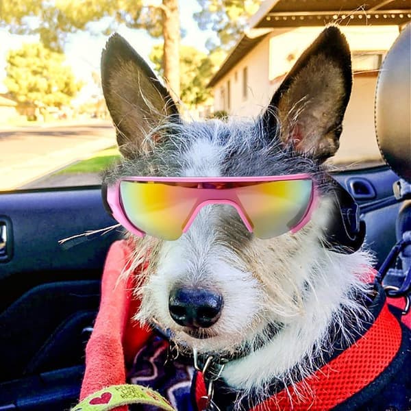 Hundebriller, øyebeskyttelse (ny versjon) solbriller vanntette vindtette UV-beskyttelse for mellomstore hunder (rosa)