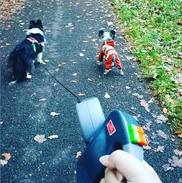 Dubbelkoppel för hund, 300 cm, max 9 kg per hund, grått